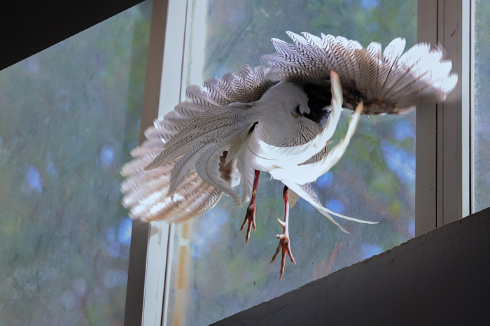 1763106612817047280.png 图片1.png