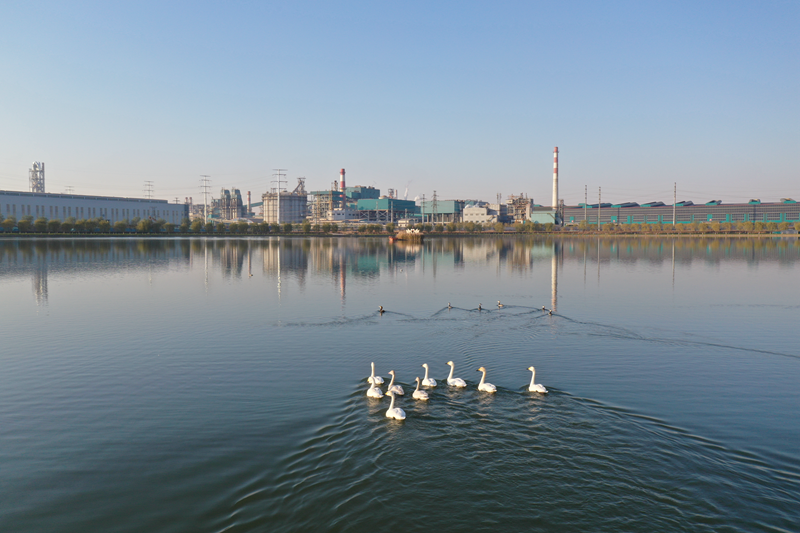 冬季来访厂区太子湖的天鹅和水鸟群.png