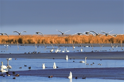 ImageFetcher (10).jpg